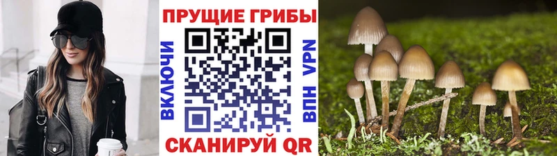даркнет какой сайт  хочу наркоту  Хвалынск  Псилоцибиновые грибы Psilocybine cubensis 